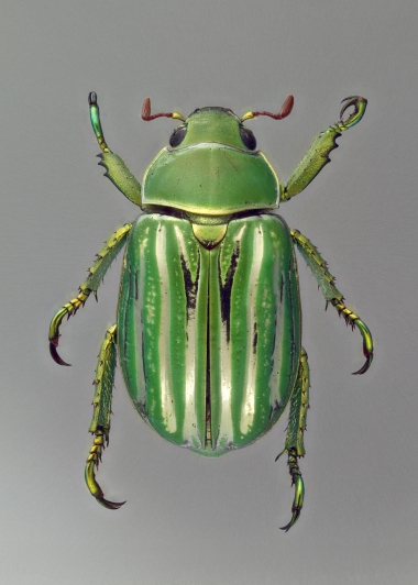 Jewel Beetles are nicknamed for their shiny, metalic green backs